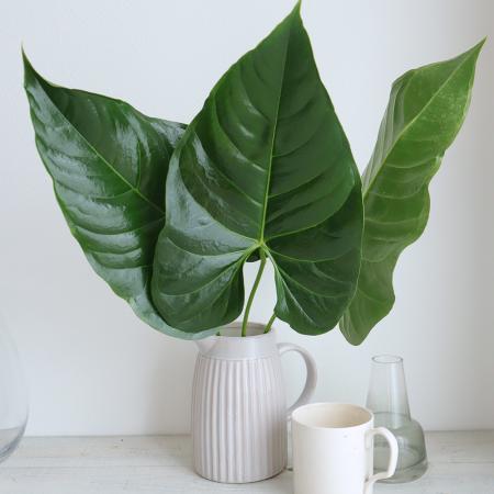 【生花】【大佐和花き園】アンスリュームの葉　L（約25〜35cm）【OT】[5本]