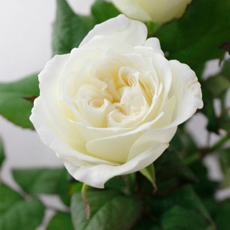 【生花】バラ　シェドゥーブル（白）50cm程度【IT-23】[5本]