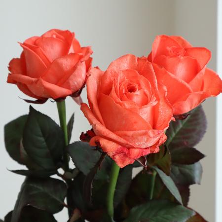 【生花】バラ　染めレッド【早締切-75】※染色加工商品です。[10本]※届日限定：予約1週間前