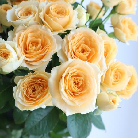 【生花】SPバラ　サラ（黄色〜クリーム系）【OR-13】[5本]