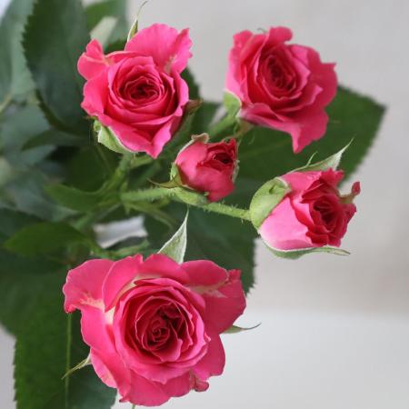 【生花】SPバラ　 ラブリーリディア（濃いピンク）　40〜50cm【早締切-74】[5本]※届日限定：予約1週間前