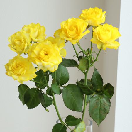 【生花】SPバラ　染めイエロー【早締切-75】※染色加工商品です。[10本]※届日限定：予約1週間前