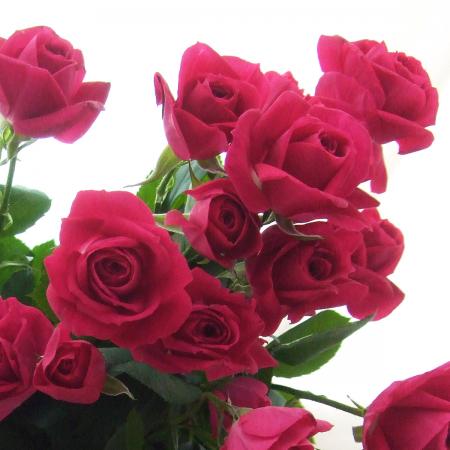 【生花】SPバラおまかせ　濃いピンク（品種おまかせ）アリシア、ラブリーリディアなど【OT】[5本]