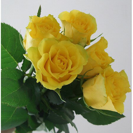 【生花】ケニアローズ 黄色 50cm（ビバ、ムーンウォークなど） 【FJ】[5本]