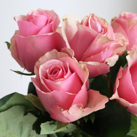 【生花】ケニアローズ セレブ （ピンク） 50cm〜 【早締切-74】[5本]※届日限定：予約1週間前