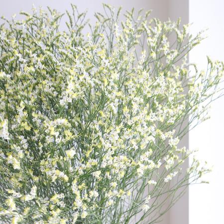 【生花】国産HBチース（白）キノブランなど：：60cm程度【OT】[5本]