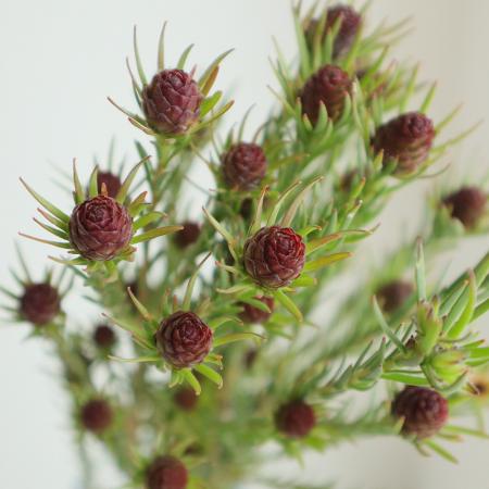 ֡ۥ塼ǥɥӥ꡼饦40cm OTOT[5]ꡧ11/30ޤ