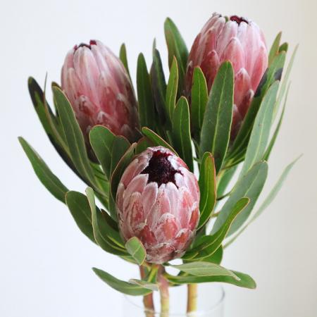 【生花】プロテア ピンクアイス　 南アフリカ産　【OR-83】[5本]※届日限定：3/13までのサムネイル