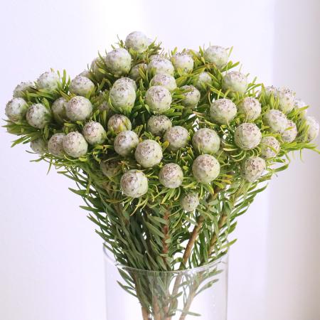 【生花】リューカデンドロ　ジェイドパール（シルバー系）40cm〜【OTOT】[5本]