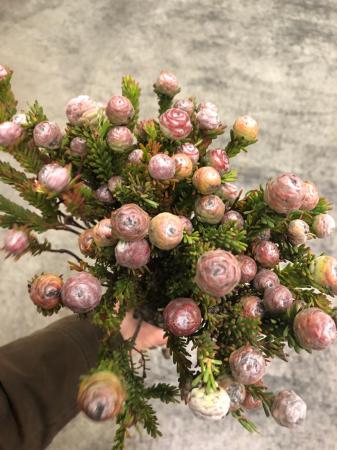 【生花】リューカデンドロ　トータム（シルバー〜ピンク）　50cm【OTOT】[5本]