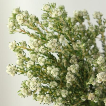 【生花】フィリカ ロック 50cm 南アフリカ産（束約10本） 【OR-83/OTOT】[1束]