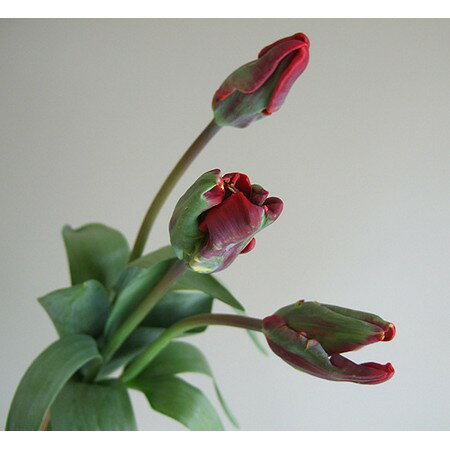 【生花】チューリップ ロココ（パロット咲き赤）【OT】[5本]