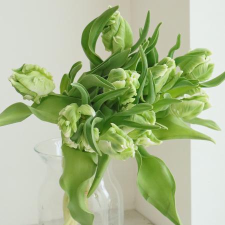 【生花】チューリップ スーパーパロット（パロット咲き白）【OT】[10本]※届日限定：11/30まで