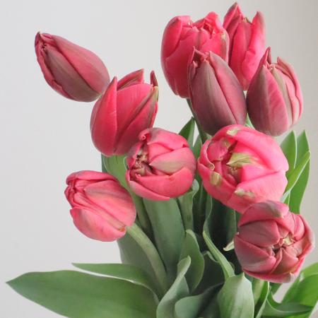 【生花】チューリップ コロンブス（八重・赤白複色）【OT】[5本]