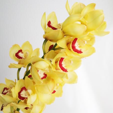 【生花】シンビジウム　黄色系 1級【FJ】※届日限定：12/16以降[2本]