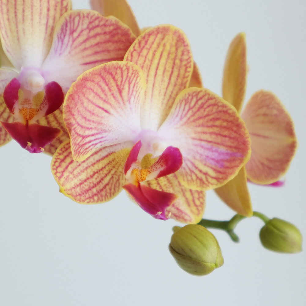 【生花】ミディ胡蝶蘭　ゴールドストライプ　（約6輪）オレンジ複色系　加藤洋ラン園【IT-21】[5本]