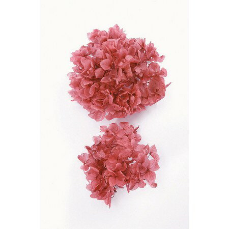 【プリザーブド】大地農園/ゆめアジサイ・ヘッド　約2輪　ローズ/01900-211【01】 プリザーブドフラワ..