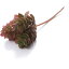 大特価 【造花】YDM/ホップピック 3P 3本 バーガンディー/FLP-0025BUR【01】【取寄】《 造花(アーティフィシャルフラワー) 造花 花材「は行」 ホップ 》