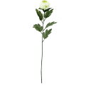 【造花】YDM/シングルピンポンマム　グリーン/FF2830-GR【01】【取寄】 造花（アーティフィシャルフラワー） 造花 花材「か行」 キク（菊）・ピンポンマム