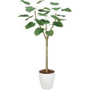【直送】【人工観葉植物】YDM/ウンベラータ1.8m ホワイト/GLPA-017-W※返品代引不可【30】 造花(アーティフィシャルフラワー) 造花葉物 造花・...