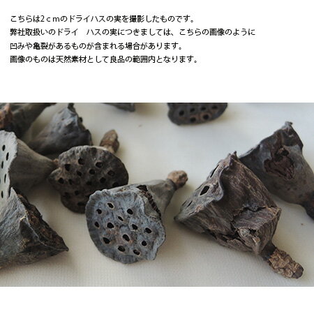 �ڥɥ饤�����/�ߥ˥ϥ��إå��� �ʥ����� 15��/66178��01�� �ɥ饤�ե� �ɥ饤��ʪ���ե롼�� �ڤμ�