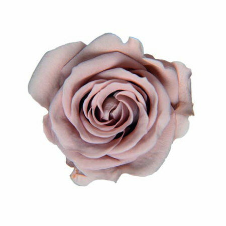 ��10��OFF������եե����륨�С�/�ǥ�����ԥå� ��ǥ����Х� 2��/FLAC03-70��01�� �ֻ�ࡦ�ե����ꥹ��ƻ�� �ե��ԥå� �ѡ��롦������ԥå� �ѡ��� ������ �� �� �� ���饹�� �������� ���饭�� ��鴶 ���쥬��� �����ǥ��� �뺧�� ��̳�� Ź����