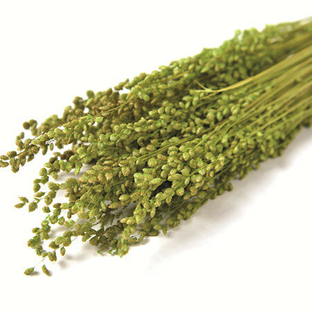 【ドライ】フロールエバー/ブリーザ　ドライ　約20g入り　ライトグリーン/FLDR0012-770【01】 ドライフ..