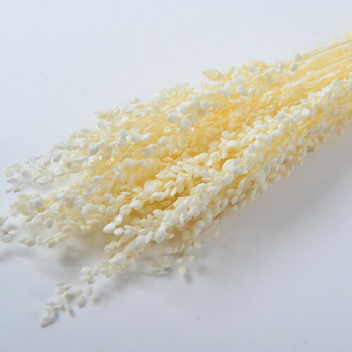 【ドライ】フロールエバー/ブリーザ　ドライ　約20g入り　ナチュラル/FLDR0012-910【01】 ドライフラワ..