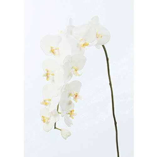 楽天市場】31259（花・観葉植物｜花・ガーデン・DIY）の通販