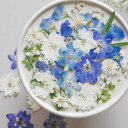 【ドライ】m flowers/押し花アソート ブルー×ホワイト 詰め合わせ【10】 ドライフラワー 押し花