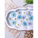 【ドライ】m flowers/押し花 マトリカリア ダブルラテ 寒色ミックス 着色【10】 ドライフラワー 押し花