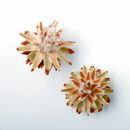 【ドライ】東花/スターコーンヘッド ナチュラル 10コ/66214【01】 ドライフラワー ドライ実物＆フルーツ 松かさ、から松