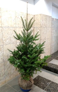 本物のもみの木（モミの木／樅の木）根巻き（鉢なし）175cm クリスマスツリー 植物・植木 ＊会社・店舗・病院等は送料割引あり！