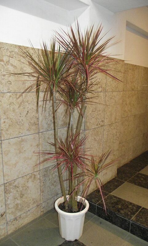 観葉植物 ドラセナ レインボーのサムネイル