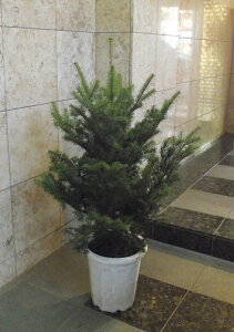 本物のもみの木（モミの木／樅の木）鉢植え 140cm♪クリスマスツリー