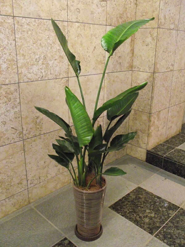 観葉植物オーガスタ中鉢140