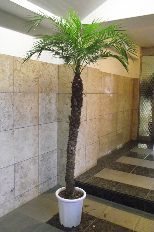楽天市場 観葉植物 ヤシ フェニックス ロベレニー 10号 210cm 会社 店舗 病院等は送料割引あり 花右衛門 みんなのレビュー 口コミ
