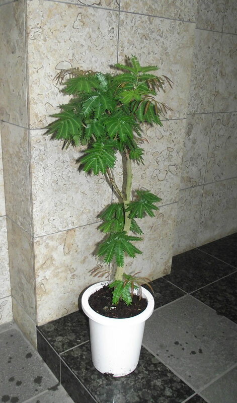 観葉植物