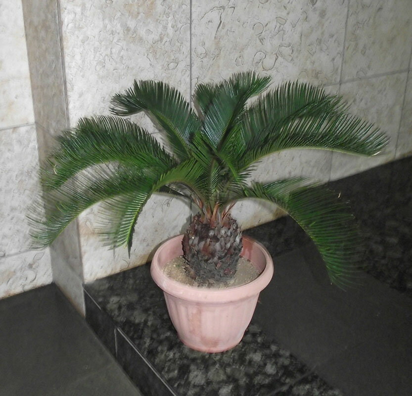 楽天市場】ソテツ 鉢(高さ(植物)~ 70.9cm)の通販 楽天市場】ソテツ 鉢(高さ(植物)~ 70.9cm)の通販