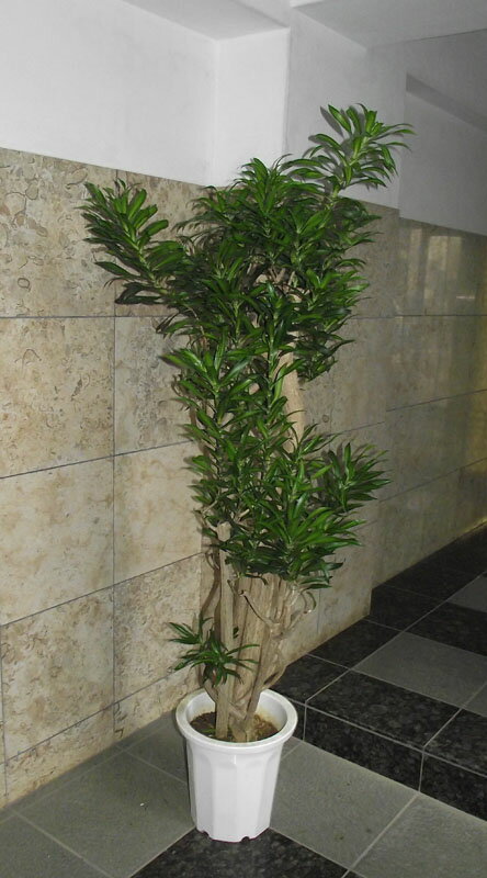 楽天市場】ソングオブジャマイカ(観葉植物|花・観葉植物):花 楽天市場】ソングオブジャマイカ(観葉植物|花・観葉植物):花