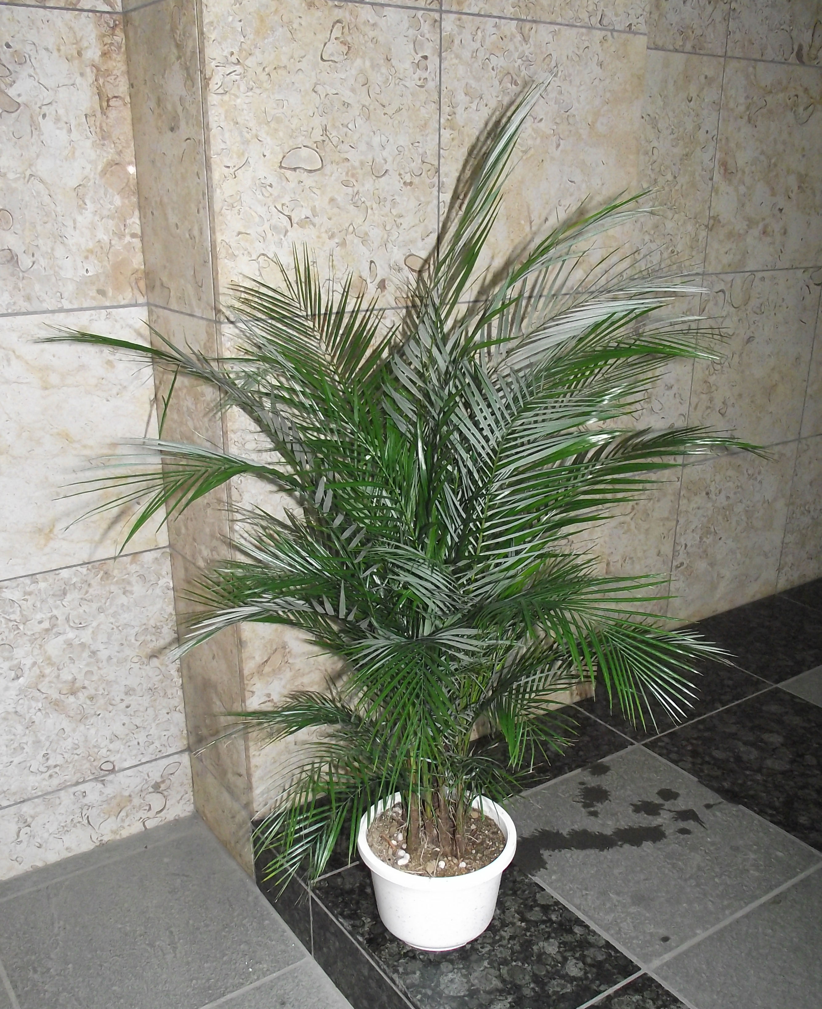 楽天市場】ブラジル ヤシ(花・観葉植物|花・ガーデン・DIY)の通販 楽天市場】ブラジル ヤシ(花・観葉植物|花・ガーデン・DIY)の通販