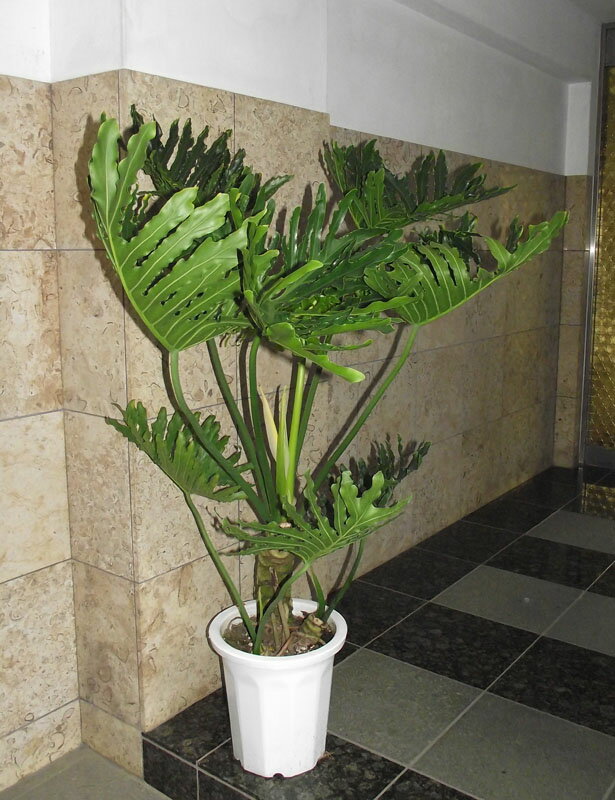 楽天市場】大型(種類(植物)セローム)(観葉植物|花・観葉 楽天市場】大型(種類(植物)セローム)(観葉植物|花・観葉