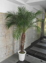観葉植物 ヤシ フェニックス ロベレニー 210 *会社・店舗・病院等は送料割引あり!