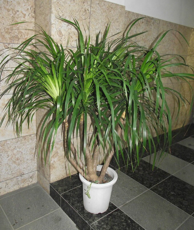 観葉植物ドラセナカンボジアーナ