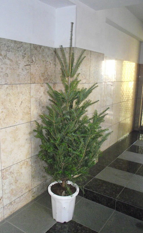 本物のもみの木（モミの木／樅の木）鉢植え 175cm♪クリスマスツリー ＊会社・店舗・病院等は送料割引あ..