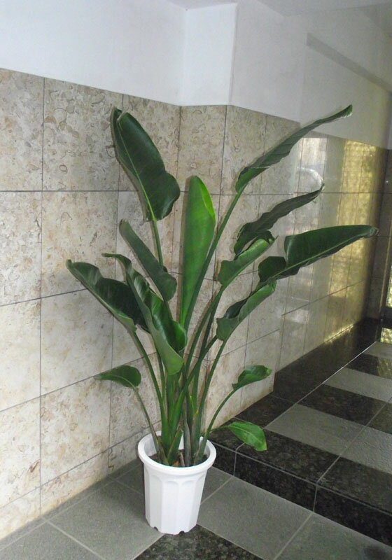 オーガスタ大＊会社・店舗・病院等は...