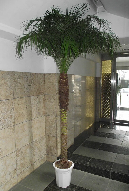 観葉植物 ヤシ フェニックス ロベレニー 240cm 10号 ＊法人様限定（送料1000円割引あり）