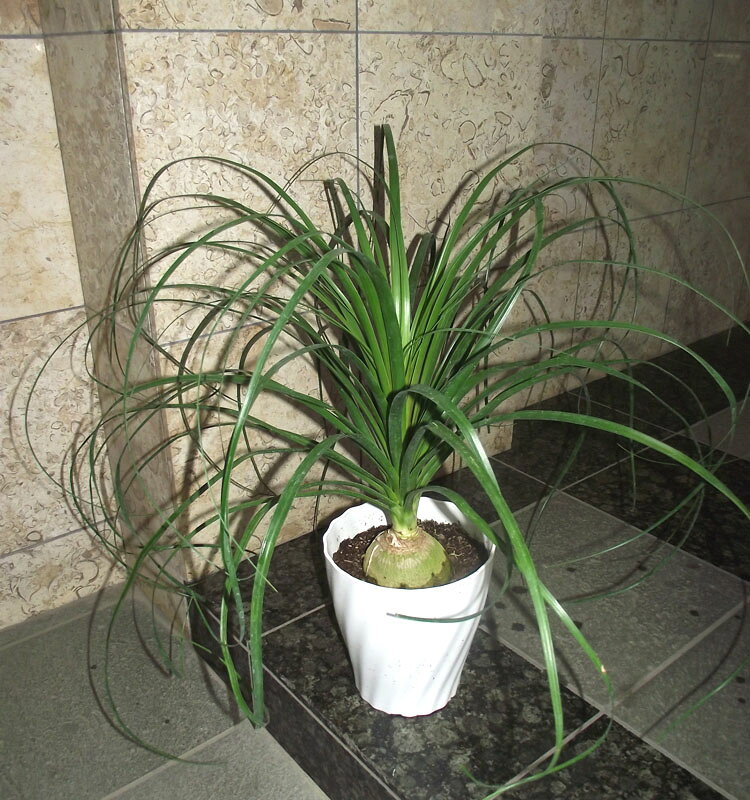 観葉植物 トックリラン ポニーテール