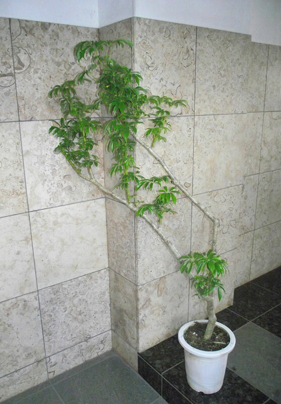 観葉植物 シェフレラ（ホンコンカポック、アルボリコラ） 幹は木 150