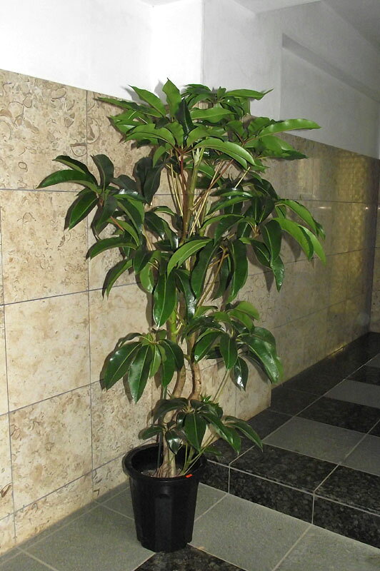 観葉植物 ツピダンサス ＊会社・店舗・病院等は送料割引あり